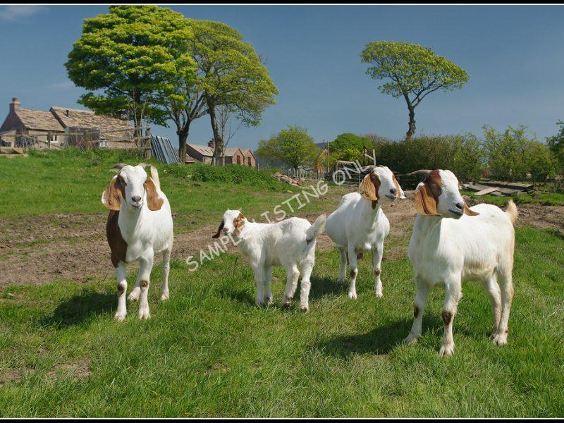 liSwati Live Boer Goats