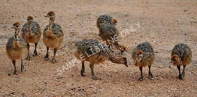 Eswatini Ostrich Chicks