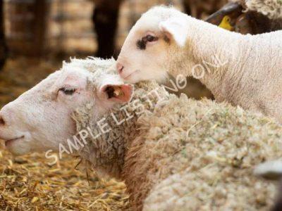 Healthy Eswatini Sheep