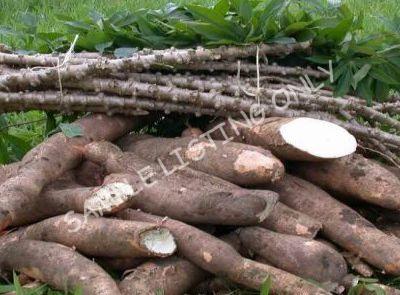 Fresh Eswatini Cassava