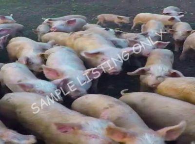 Eswatini Healthy Pigs