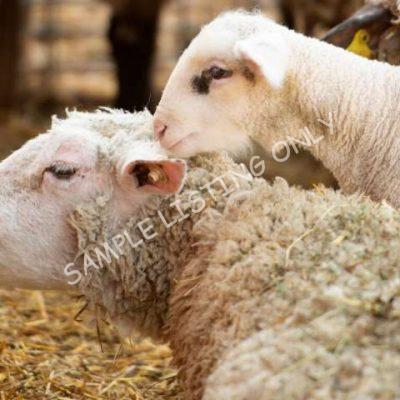 Healthy Eswatini Sheep