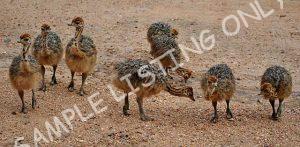 Eswatini Guinea Fowls